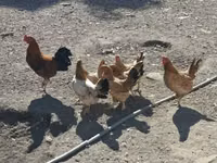 Chickens — φωτογραφία 1