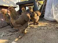 براهما — عکس 3