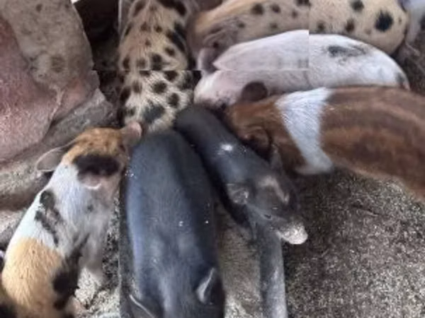 Babi betina, Pigs