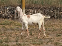 Billy Goat, Nubian Goat — photo 3