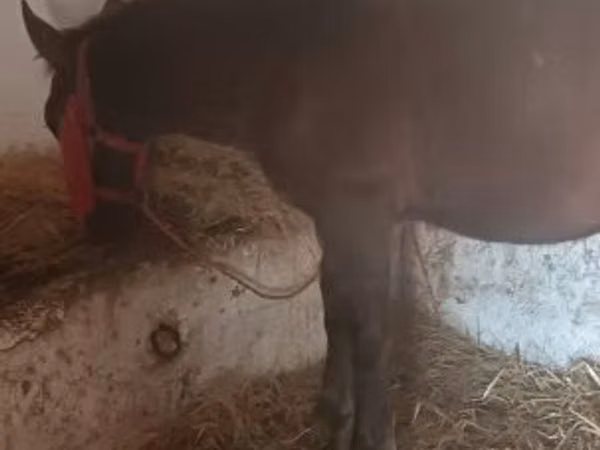 Horse (M), Horses — Hungary