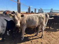Ko, Simmental cattle — foto 1