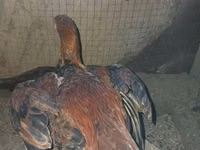 Chickens — photo 5