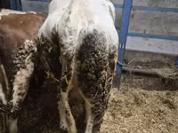 Boğa, Russian Black pied cattle — foto 2