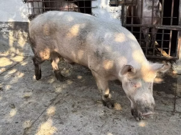 Boar, Pigs — Hungary