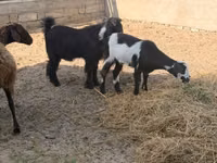 Goat, Alpine goat — photo 6