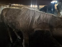 Mare, Horse breed — photo 2