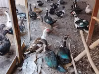 Domestic Muscovy — sawirka 2