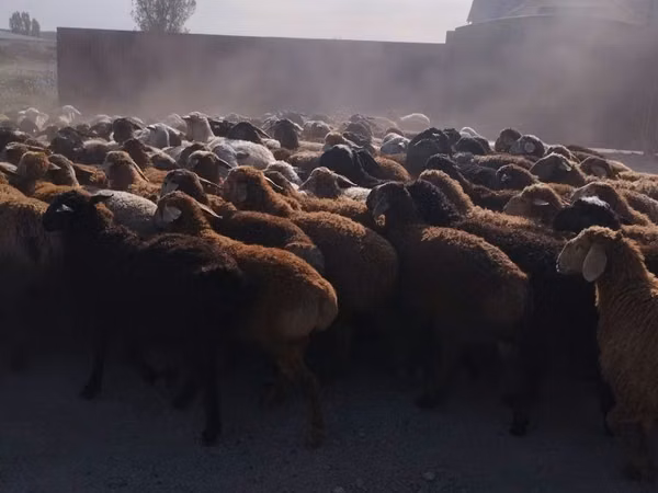 Ram, Sheep — Kazakhstan