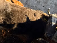 Cow, Cattle — photo 4