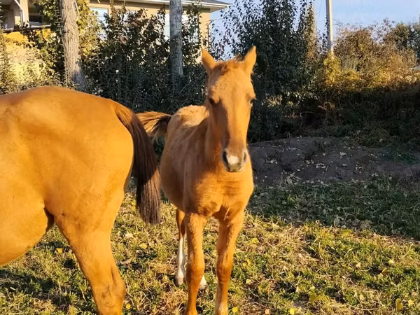 Аспҳо (партия, ҷинс муайян нашудааст), Thoroughbred horse