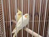 Məhsul: Nymph paraket cütü və qəfəs dəsti Təsvir: - İki ədəd nymph — फ़ोटो 3