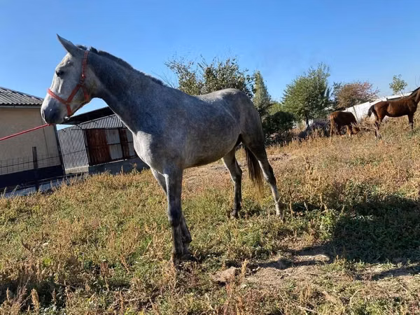 At, Friesian sport horse