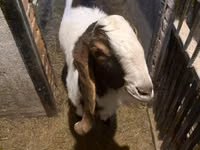 ஆண் வெள்ளாடு, Kamori goats — புகைப்படம் 2
