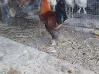 Chickens — عکس 2