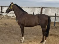 حصان, Arabian horse — الصورة 5