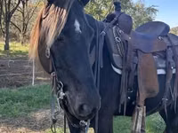 Kanca, Rocky Mountain Horse — 6. fotó