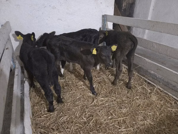 Cow, Holstein breed — Poland