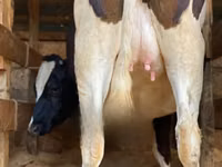 Ko, Holstein-race — foto 4