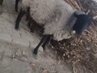 भेड़, Romanov sheep — फ़ोटो 2