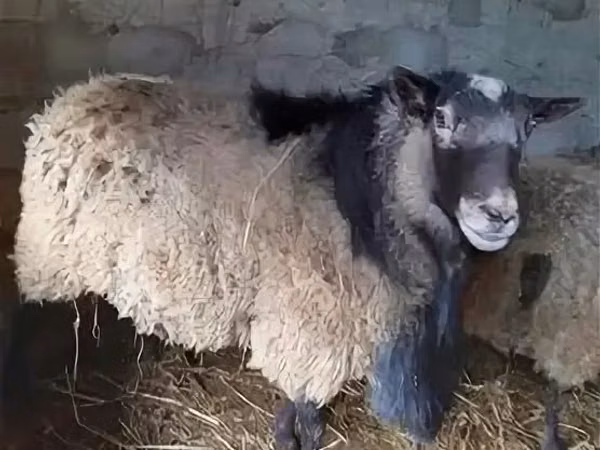 Widder, Edilbay sheep — Kasachstan