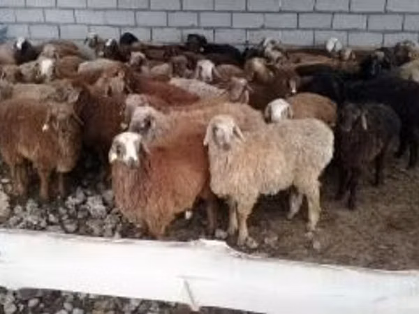 Ram, Sheep — Kazakhstan