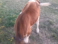 Bull, Cattle — photo 2
