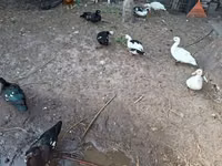 Ducks — عکس 4