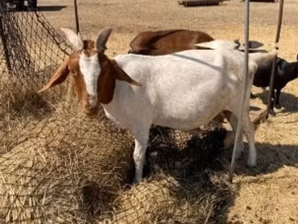 Get, Boer goat