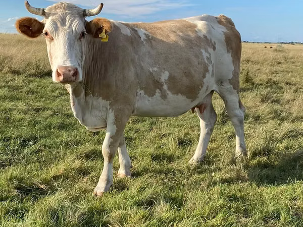 Cow, Simmental cattle — Kazakhstan
