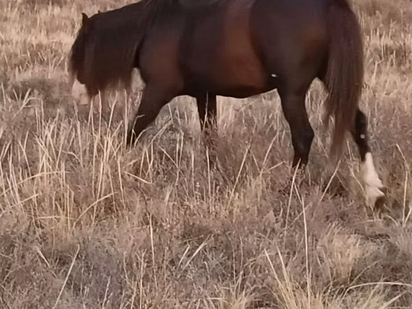Horse (M), Kazakh horse