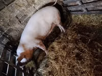 Säue, Schweine — Foto 3