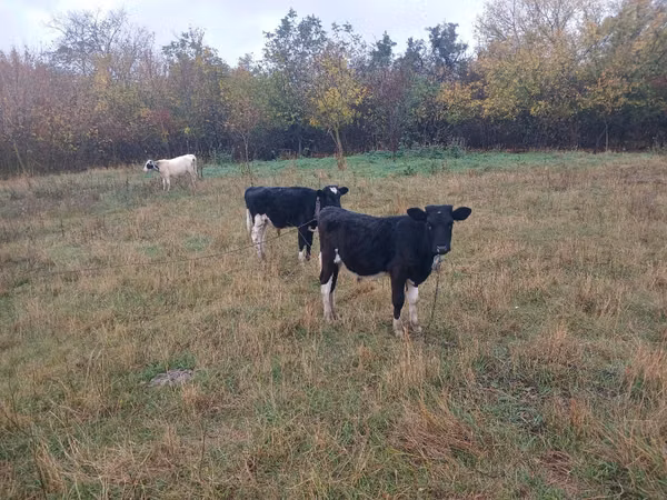 Bull, Russian Black pied cattle