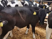 牛只（批次，未指定性别）, Simmental cattle — 照片 4