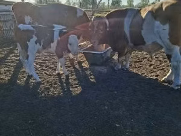 गाय, Simmental cattle — हंगरी