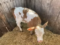 วัวตัวผู้, Swiss cattle — รูปภาพ 2