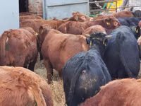 Bull, Simmental cattle — photo 7