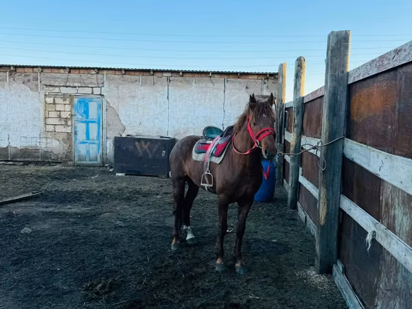 Horse (M), Kazakh horse — Kazakhstan