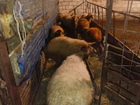 Kambing jantan, Sheep — foto 4