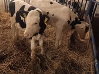 Banteng, Russian Black pied cattle — foto 2