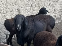 Koç, Rhon sheep — foto 3