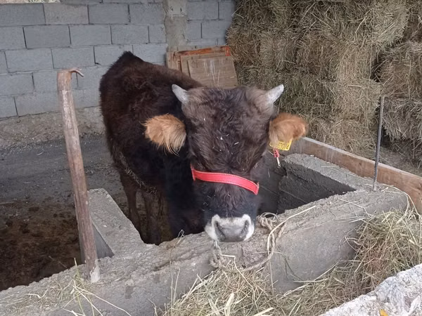 公牛, Aberdeen-Angus — 哈萨克斯坦