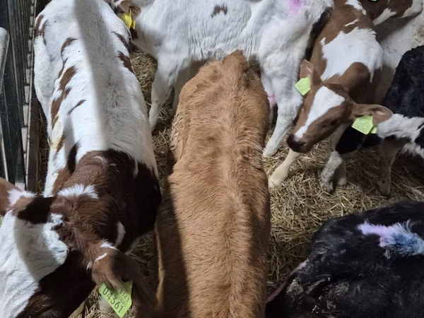 Bull, Simmental cattle — Poland