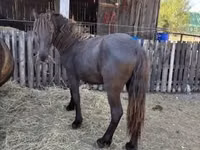Mare, Friesian — photo 4