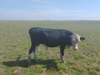 公牛, Kazakh White-headed cow — 照片 1