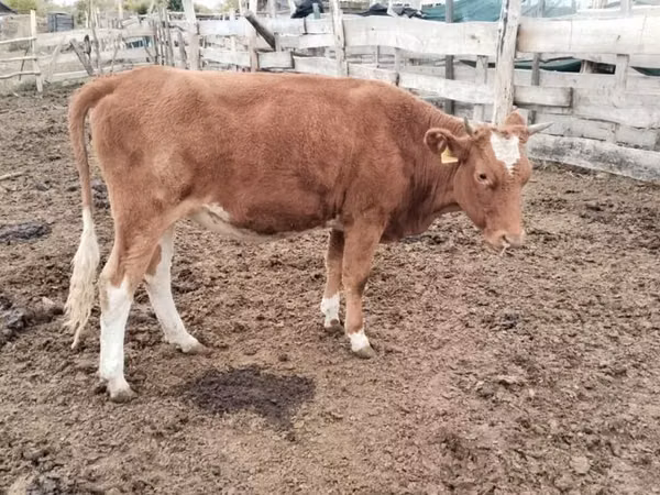 Cow, Simmental cattle — Kazakhstan