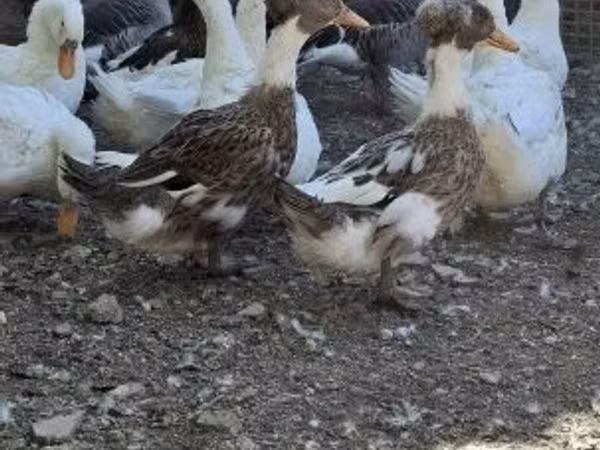 Ducks