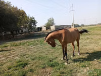 Madyan, Atlar — foto 3