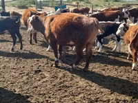Sapi, Aberdeen-Angus — foto 2
