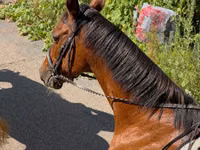 Horse (M), Horses — photo 7